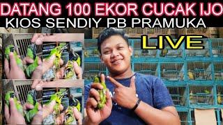 Live di pasar burung Pramuka hari ini kios SENDIY Stok burung cucak ijo full