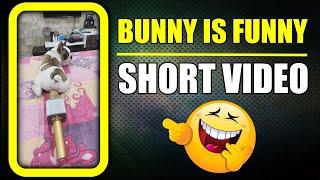 Bunny is always funny  Dog fart #shorts  Harpreet SDC
