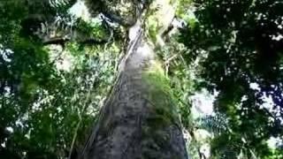 Tall Tree in Rainforest