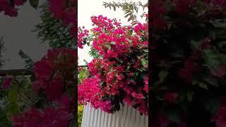 How to Increase Flowering in Bougainvillea #shorts #garden #gardening #bougainvillea