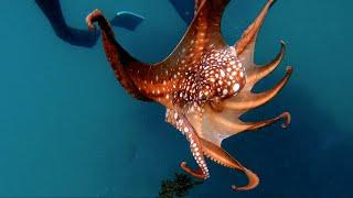 Crazy Octopus On A Mackay Shore Dive Coral Trout - Tusky  Haines Hunter Project Boat Update