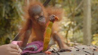 Volunteer with Orangutans at the Samboja Lestari Orangutan Project  The Great Projects