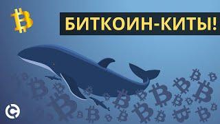 Биткоин-киты. Кто самые значимые игроки на криптовалютном рынке?