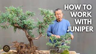 How to Work on BIG and Small Juniper Bonsai