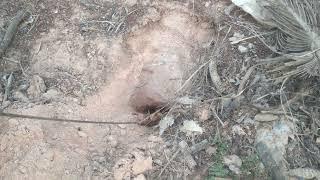 Find To Catch Crabs In Secret Hole - How To Catch Crab In Hole