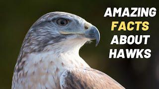 Top 20 Amazing Facts About Hawks