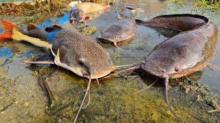 Menangkap ikan lele raksasa dalam lubang Ikan taiger fish ikan gabus ikan hias ikan koi lobster