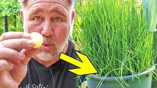 How to Grow CRUNCHY Water Chestnuts at Home