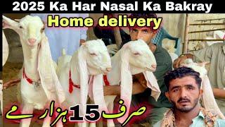 Sirf 15 Hazar Me 2025 Ka Bakray   Home Delivery Bhe  Aslam Goat Farm Ki Offer   Bakra mandi