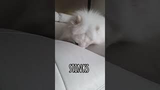 My Dog FARTS  #funnydogs #samoyed #dog #shorts #shortsfeed #funny #fart #silly #cutedog