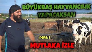 BÜYÜKBAŞ HAYVANCILIK NASIL YAPILIR  SÜT HAYVANCILIĞI GİRİŞ DERSİ