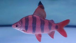 IKAN DISTICHODUS SEXFASCIATUS  DISTI  IKAN HIAS AFRIKA TANKMATE PREDATOR  ARWANA  RED FEIFENG