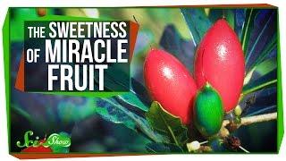 Miracle Fruit How to Trick Your Taste Buds