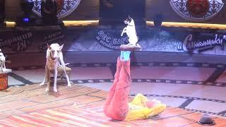 Дрессированные собаки в цирке Никулина Trained dogs in the Nikulin Circus .Podenko in the circus