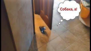  ЗАКРЫЛИ ПЕТРУНЮ В ТУАЛЕТЕ И СИЛЬНО ОБ ЭТОМ ПОЖАЛЕЛИ  ЖАКО ПЕТРУНЯFUNNY PARROT