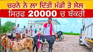 ਚਰਨੇ ਨੇ ਲਾ ਦਿੱਤੀ ਬੱਕਰੀਆਂ ਦੀ ਸੇਲ  Sahuli bakra mandi । goats । goat #goat#goats @iltilanadhuri