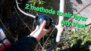 How to air layer any tree super easy step by step