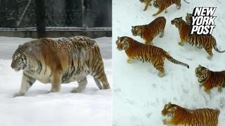 These tigers might be fat but they can still kill like champs