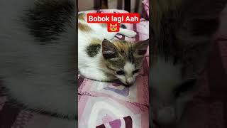 Meong ukuk #kucing #kucingimut #ramadanonshorts2024 #vidioshort #shortviral