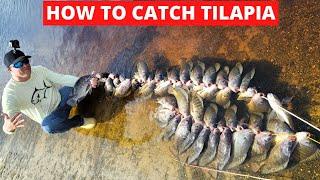 HOW TO FISH FOR LARGE TILAPIA ALL YOU NEED TO KNOW ABOUT TILAPIA FISHING TILAPIA BAIT