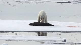 Polar Bear catches enormous Bearded Seal