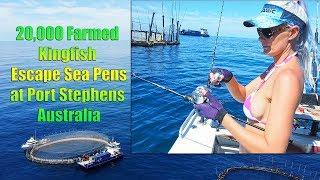 20000 Kingfish escape sea pens at Port Stephens