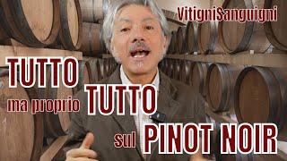 VitigniSanguigni OGGI VI RACCONTO TUTTO SUL PINOT NOIR le Roi