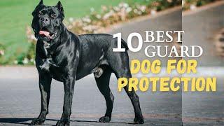 The 10 Best Guard Dogs to Protect House