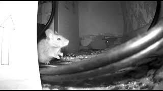 Mouse dying after eating Rat poison.