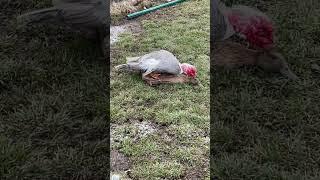 Muscovy mating with khaki campbell duck