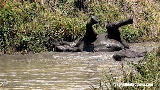 These elephants with babies are real water rats. Funny