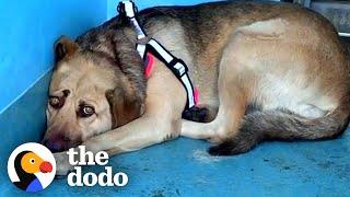 Rescue Dog Hides In The Corner Until The Right Person Comes Along  The Dodo Faith = Restored