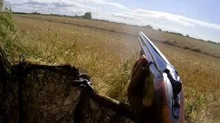 Pigeon Decoying on Wheat Stubble With Enforcer Decoys