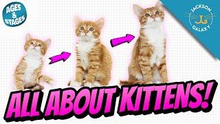 All About Kittens Kitten Growth Stages & Milestones