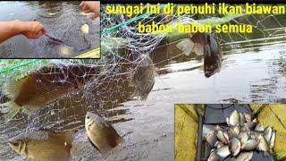 sungai ini di penuhi ikan biawan babon2  semua serasa panen ikan dalam kolam ya di sungai ini..