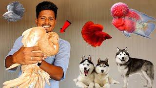 All Pets in One Video  Subscriber Room Tour ‍ Vijay Vlogs
