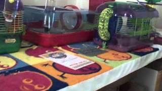 Rodent Room Tour Part 2 Pet Supplies