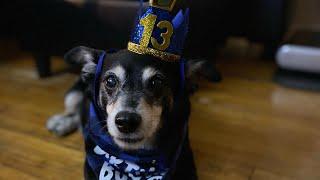 My dog picked his own birthday gift at PetSmart.