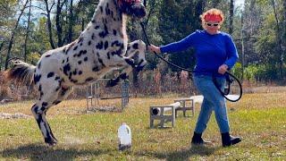 Training My Baby Appaloosa Gets Exciting