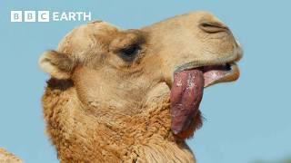 A Camels Love Sac  4K UHD  Mammals  BBC Earth