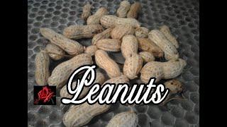 How To Grow Peanuts In Containers