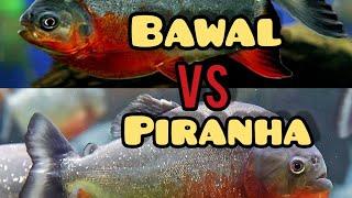 Percobaan Bawal Masukin Ke Tank Piranha #predator Fish Battle