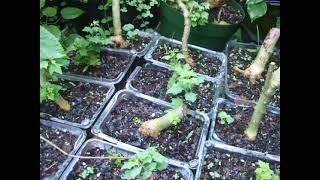 Update on Parrots Beak Pre Bonsai Dug From Under the Benches