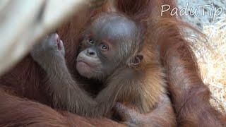 Orang-Utan-Baby - erster Lebensmonat