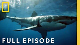 Coastal Sky Sharks Drone Investigation Full Episode  National Geographic