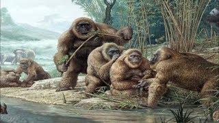 Gigantopithecus - Der Größte Affe Aller Zeiten  Dokumentation