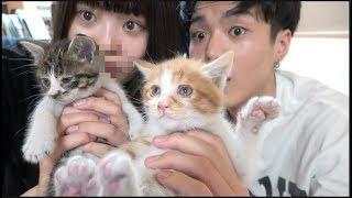 子猫2匹を救出した！生後1ヶ月の兄妹です（捨て猫）