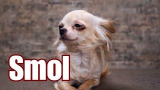 Meet the Top 10 Smallest Dog Breeds