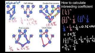 How to calculate inbreeding from a pedigree -2