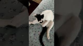 #catvideos #catzone #catslover